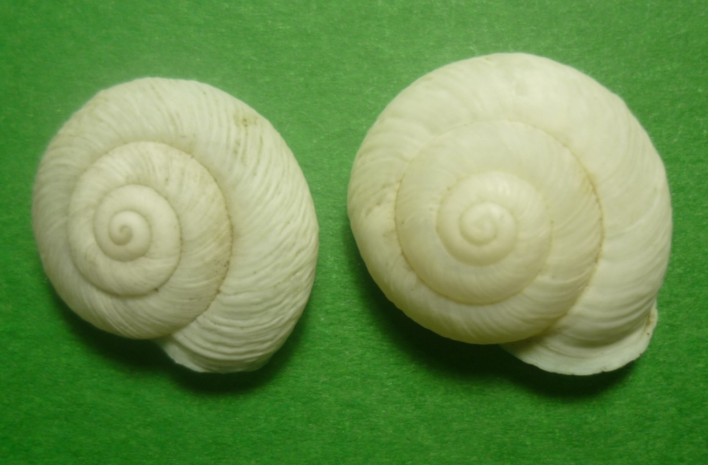 Marmorana muralis